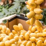 Những lợi ích bất ngờ khi ăn đủ 9 quả chà là mỗi ngày trong thai kỳ