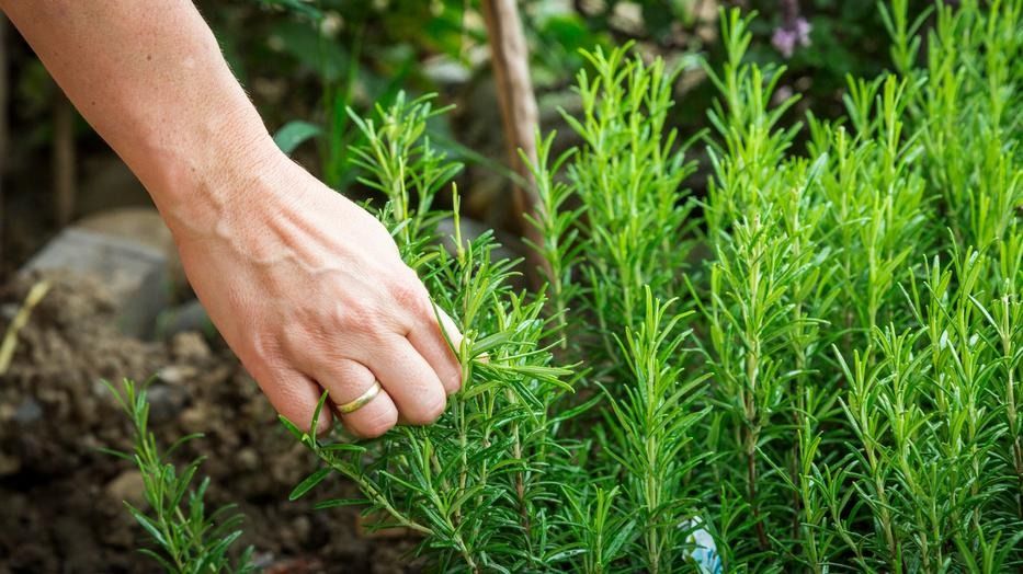 Không cần lăn khử mùi – Đây là cách tự nhiên giúp bạn luôn thơm tho