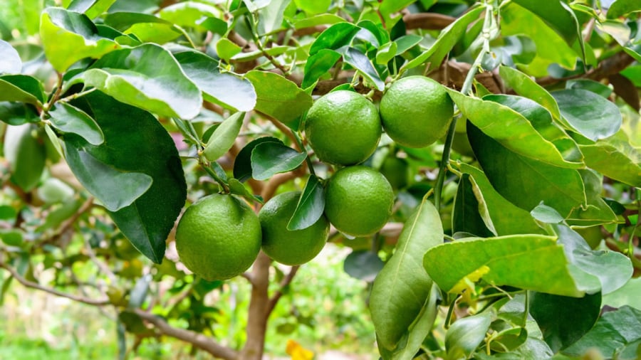 Cây chanh trong phong thủy: Biểu tượng may mắn, tài lộc và sức khỏe cho gia đình Việt