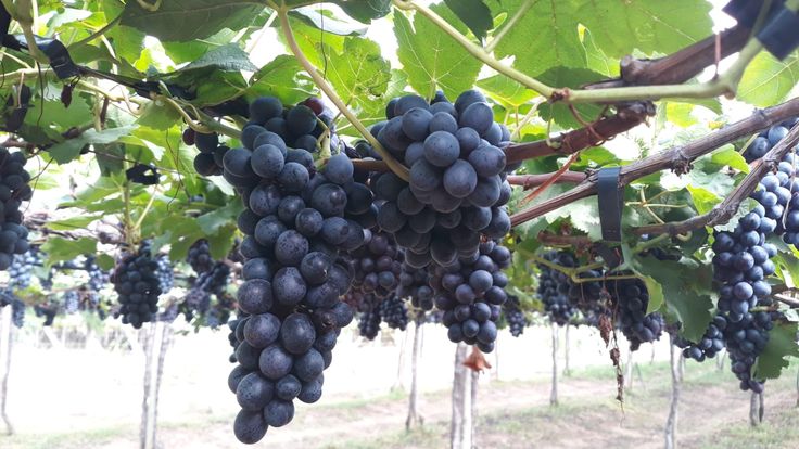 Khám phá lợi ích tuyệt vời của nho: Tốt cho tim, da và đường huyết