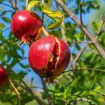 Vì sao nên ăn một quả lựu mỗi ngày? Đây là câu trả lời