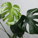 6 loại cây cảnh vừa đẹp vừa hút ẩm, giúp không gian sống trong lành