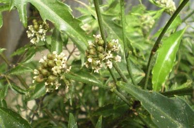 Cây đinh lăng ra hoa: Dấu hiệu phong thủy tốt lành hay lời cảnh báo?