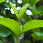7 công dụng ít biết của lá ổi: từ trị tiểu đường đến chăm sóc da