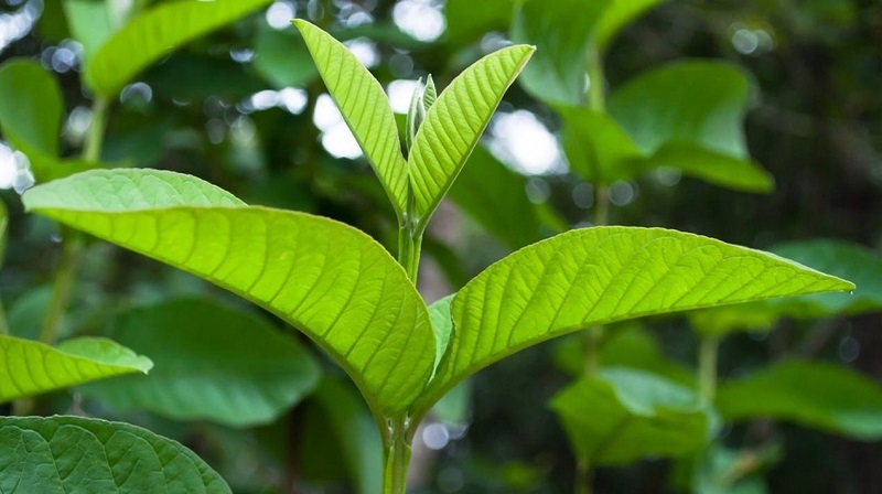 7 công dụng ít biết của lá ổi: từ trị tiểu đường đến chăm sóc da