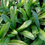 Lá mùi tàu – Rau gia vị “bình dân” nhưng là vị thuốc chữa nhiều bệnh bất ngờ