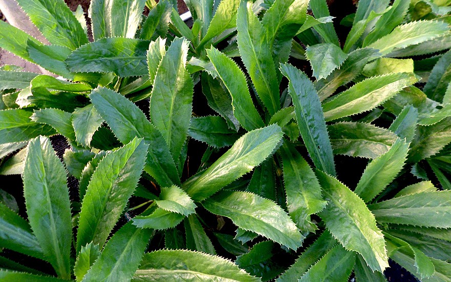 Lá mùi tàu – Rau gia vị “bình dân” nhưng là vị thuốc chữa nhiều bệnh bất ngờ