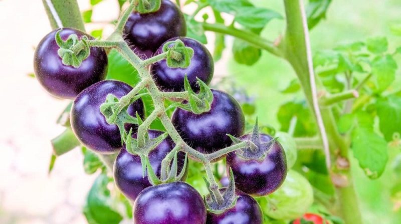 Cà chua tím: “siêu thực phẩm” vừa giúp giảm cân vừa bảo vệ tim mạch