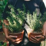 Bí quyết để nhà luôn thơm và dễ chịu: chỉ cần trồng 3 loại cây này