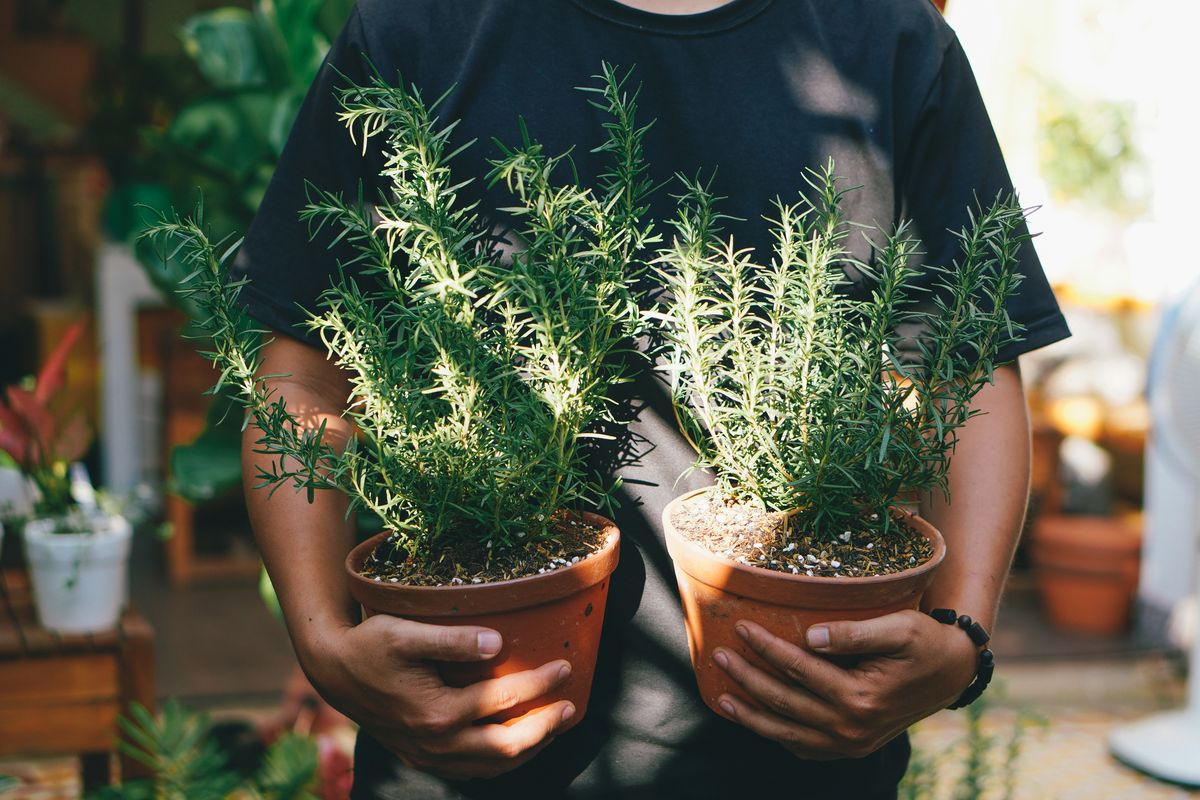 Bí quyết để nhà luôn thơm và dễ chịu: chỉ cần trồng 3 loại cây này