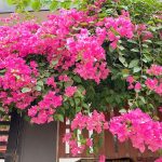 Hoa giấy – tưởng đẹp mà hóa “phạm phong thủy”: 4 nhóm người này trồng trong nhà dễ hao tài, lụi vận