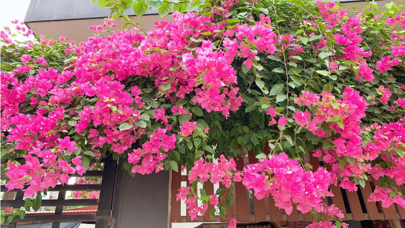 Hoa giấy – tưởng đẹp mà hóa “phạm phong thủy”: 4 nhóm người này trồng trong nhà dễ hao tài, lụi vận