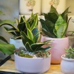 Bí mật của cây lưỡi hổ: vừa mang may mắn, vừa lọc sạch không khí trong nhà