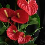 Hồng môn – loài cây mang vận may và tài lộc, càng gần Tết càng nở rộ rực rỡ