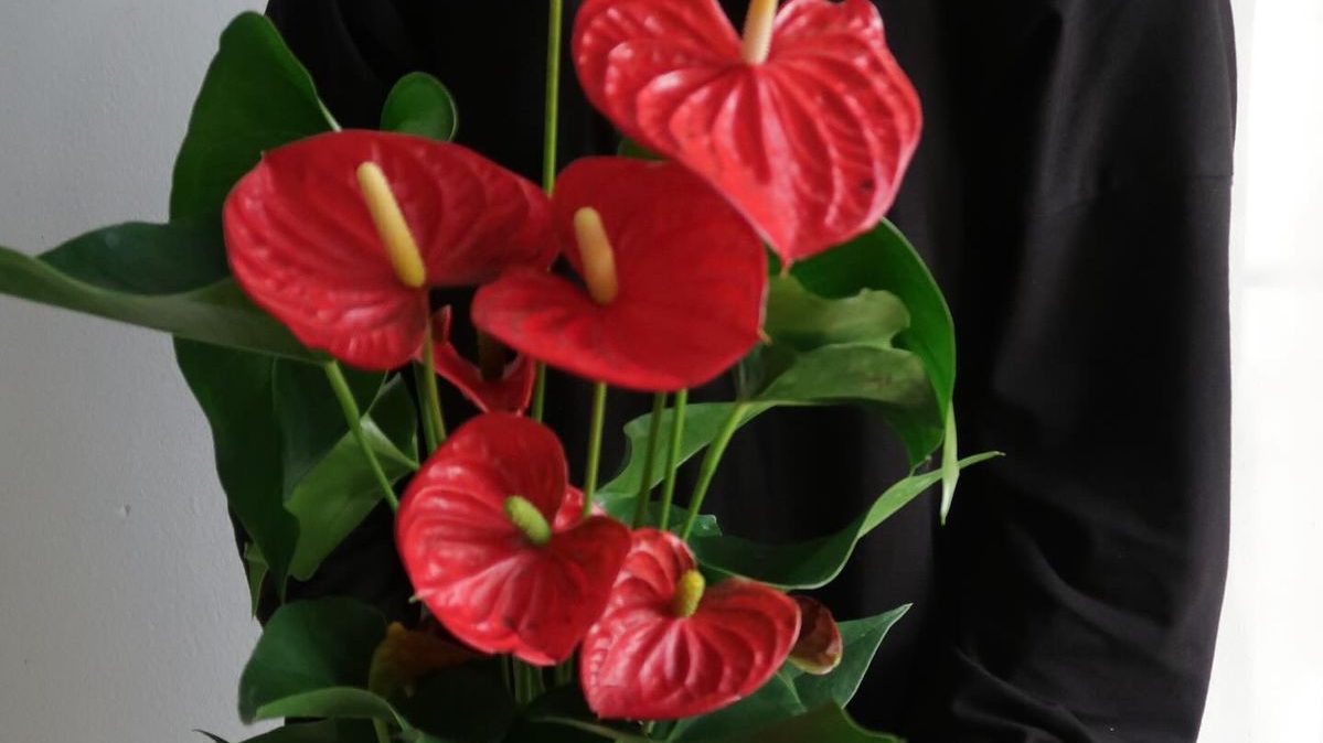 Hồng môn – loài cây mang vận may và tài lộc, càng gần Tết càng nở rộ rực rỡ