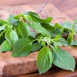 Bí quyết trồng húng quế đúng phong thủy giúp gọi tài lộc vào nhà