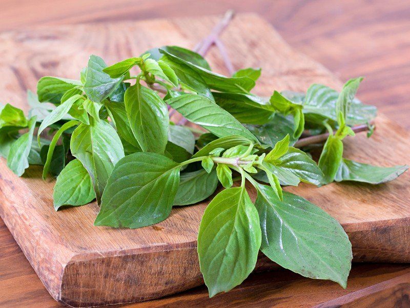 Bí quyết trồng húng quế đúng phong thủy giúp gọi tài lộc vào nhà