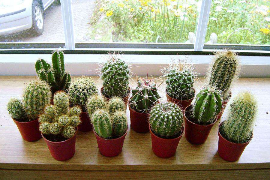 Top cây cảnh chịu hạn tốt, quên tưới cả tuần vẫn xanh mướt