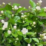 Xu hướng sống xanh 2025: 5 loại cây hoa vừa nâng năng lượng không gian vừa pha được trà dưỡng sinh