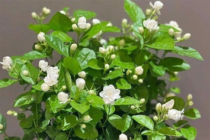 Xu hướng sống xanh 2025: 5 loại cây hoa vừa nâng năng lượng không gian vừa pha được trà dưỡng sinh