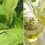 Uống trà lá ổi mỗi ngày: Lợi ích không ngờ cho gan, tiêu hóa và làn da