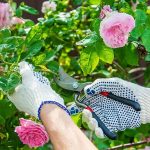 Muốn hoa hồng nở sai quanh năm, nhất định phải cắt tỉa theo cách này