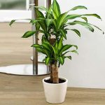 Cây Thiết Mộc Lan hợp mệnh gì? Chuyên gia chỉ rõ 2 mệnh hút tiền mạnh nhất