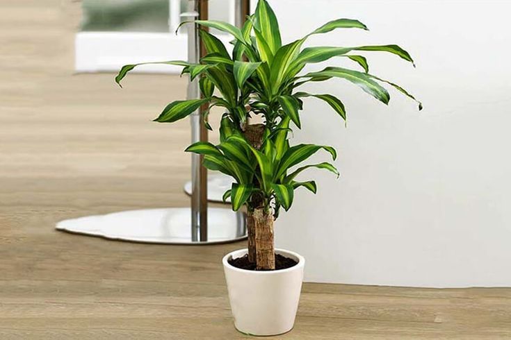 Cây Thiết Mộc Lan hợp mệnh gì? Chuyên gia chỉ rõ 2 mệnh hút tiền mạnh nhất