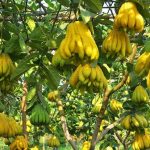 Phật Thủ hợp mệnh nào Tết 2026? Bày đúng vị trí, cả năm cầu tài – cầu an đều ứng