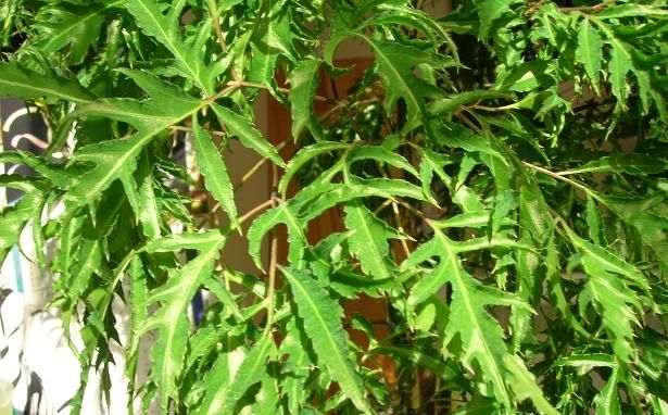 Cây đinh lăng: Trồng đúng chỗ, gia chủ khỏe – nhà vượng tài