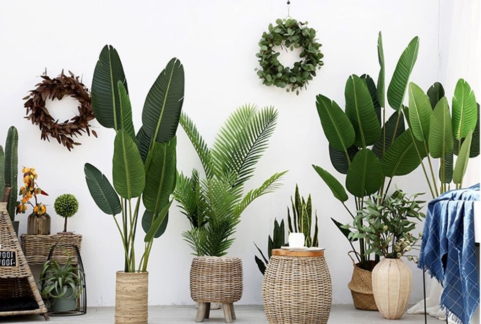 Đặt cây xanh trong nhà thế nào để tăng tài lộc?