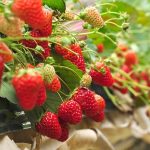 Dâu tây: món ăn “nhỏ mà có võ” giúp dáng thon, da sáng đón Tết