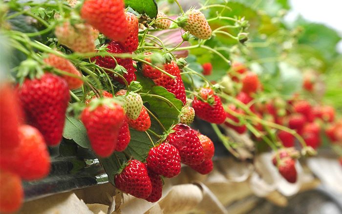 Dâu tây: món ăn “nhỏ mà có võ” giúp dáng thon, da sáng đón Tết