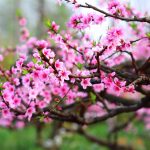 Giải mã ý nghĩa phong thủy của những loài hoa được ưa chuộng dịp Tết