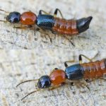 Chuyên gia khuyến nghị 8 cách hạn chế kiến ba khoang trong nhà