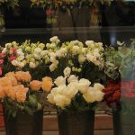 Nhà đẹp hơn nhưng vận khí có thể đi xuống vì hoa khô, cây giả