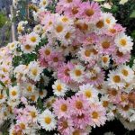 Vừa thơm, vừa lạ mắt: Loài hoa đổi màu được nhiều gia đình chọn chơi Tết