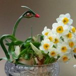 Bí quyết trồng và chăm sóc hoa thủy tiên nở đúng Tết, rước may mắn vào nhà