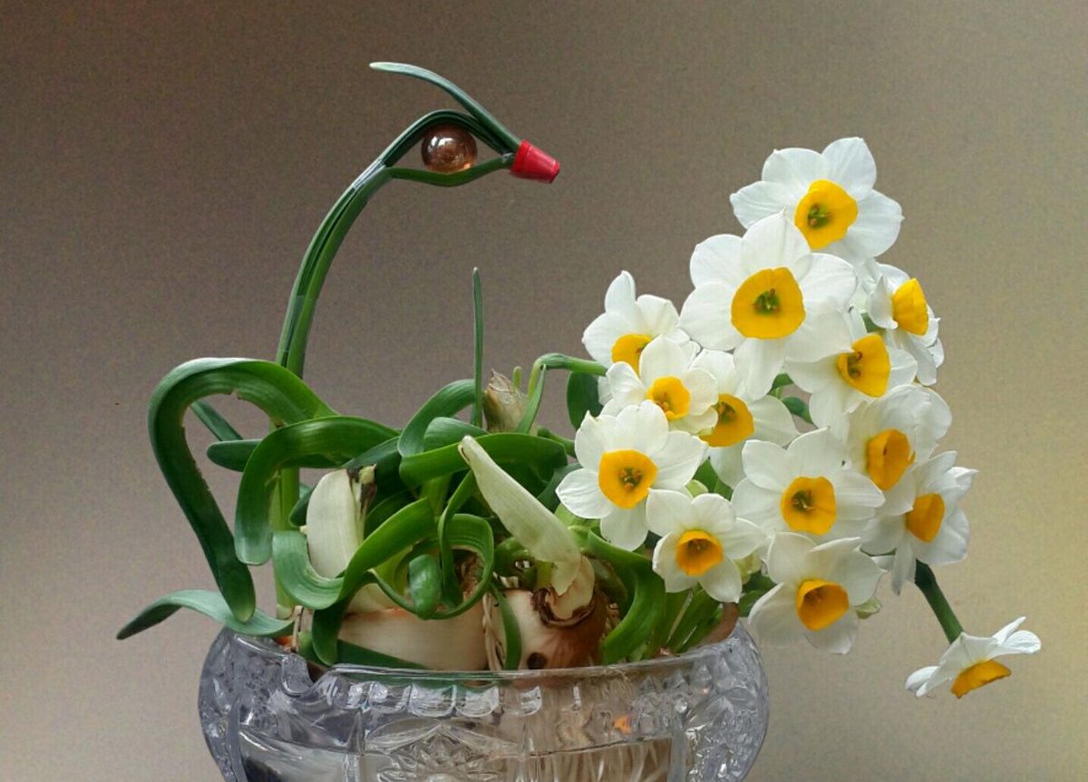 Bí quyết trồng và chăm sóc hoa thủy tiên nở đúng Tết, rước may mắn vào nhà