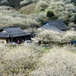 Hoa mận phủ trắng cao nguyên: Đến Mộc Châu săn ảnh ở đâu đẹp nhất?