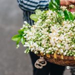 Bất ngờ với những lợi ích sức khỏe từ hoa bưởi