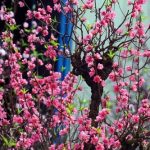 Những loại cây nên chưng ngày Tết để gọi lộc gõ cửa