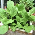 Nhiều người vẫn ăn rau cải bẹ xanh sai cách mà không biết