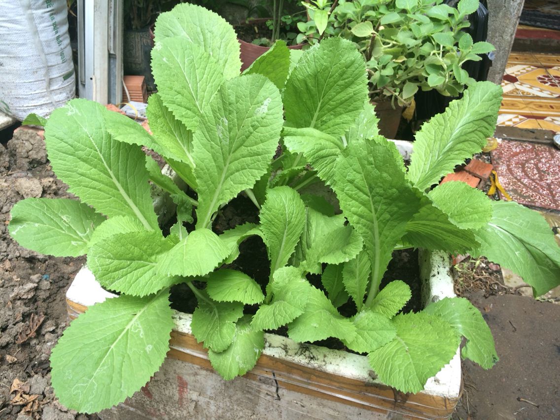 Nhiều người vẫn ăn rau cải bẹ xanh sai cách mà không biết