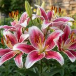 Tết đến, đừng dùng những loại hoa này để thắp hương kẻo ảnh hưởng phong thủy