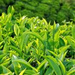 Trà xanh giúp giảm hôi miệng: Mẹo đơn giản ai cũng có thể áp dụng