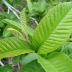 Đừng bỏ qua lá ổi – “kho báu” ngay trong vườn