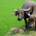 Vì sao trâu bò chỉ ăn cỏ vẫn cơ bắp cuồn cuộn, khỏe hơn nhiều loài ăn thịt?