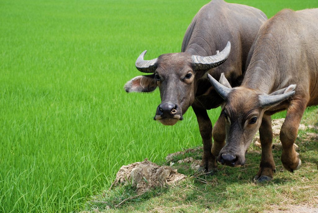 Vì sao trâu bò chỉ ăn cỏ vẫn cơ bắp cuồn cuộn, khỏe hơn nhiều loài ăn thịt?