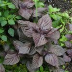 Loại lá quen thuộc trong bếp giúp sạch gàu, giảm rụng tóc nếu dùng đúng cách